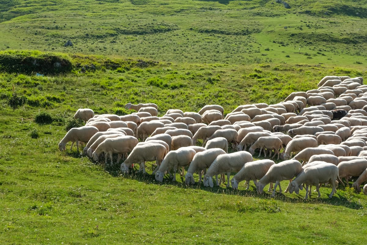 Tratturo Magno In Abruzzo Il Cammino Sulle Vie Della Transumanza