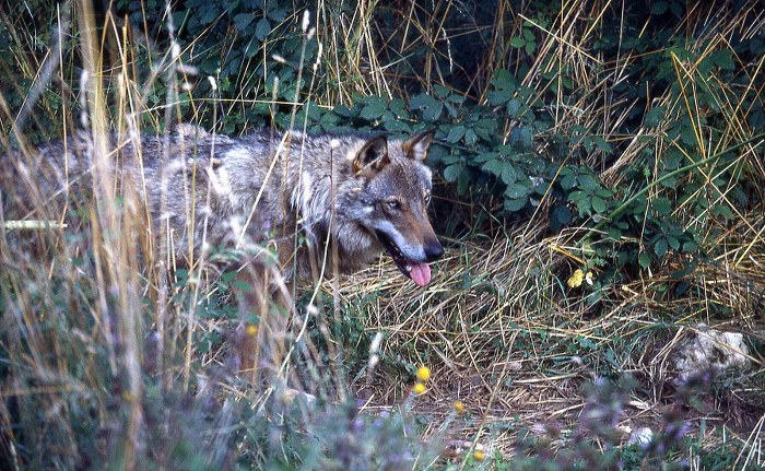 Parco Nazionale Abruzzo: un lupo