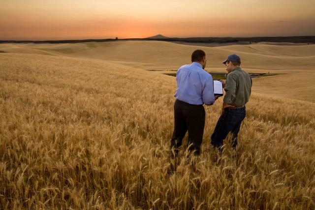 Growing wheat, Peter Beck/Corbis