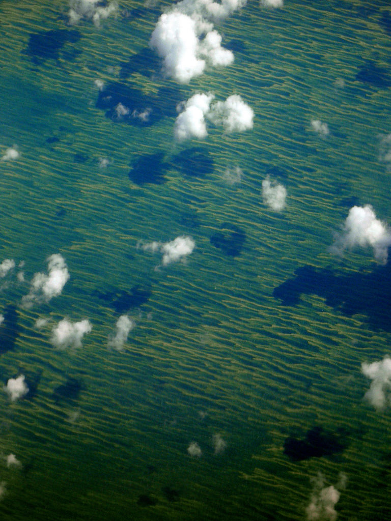 Primordial sea of algae, foto di jurvetson/Flickr