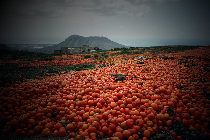 Surplus Canary tomatoes are dumped on farmland, Sally A. Morgan; Ecoscene/CORBIS