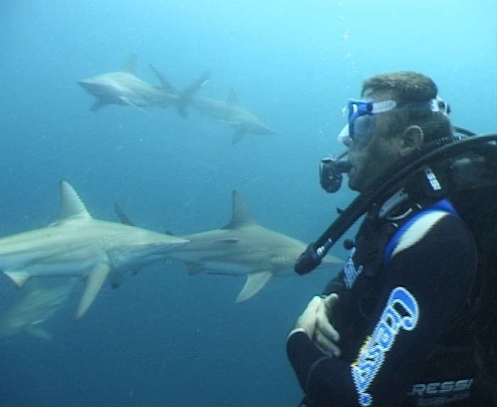 con gli squali in Egitto