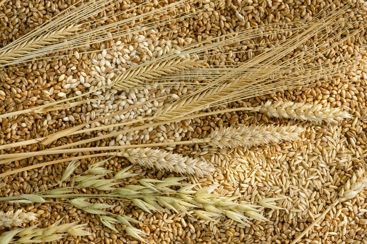 Grano, le varietà e le caratteristiche nutrizionali - Wise Society