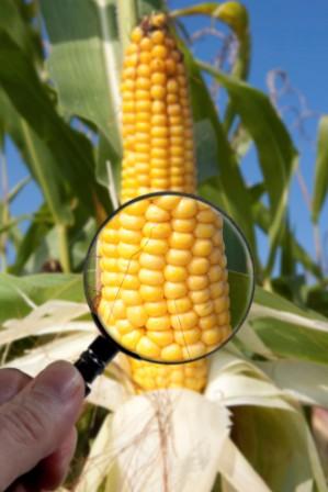 Genetically modified maize corn - Image by © Martin Moxter/imageBROKER/Corbis