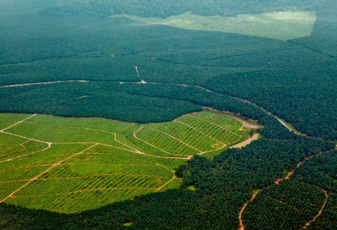 olio di palma, biodiesel, biocarburante, deforestazione