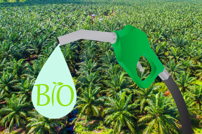 olio di palma e biocarburanti