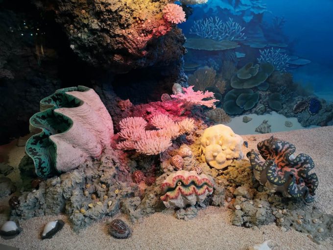 coralli e spugne di mare
