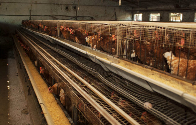 Allevamenti intensivi: polli in gabbia