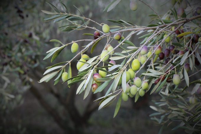 Olive su albero