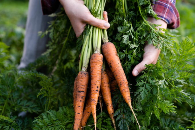 Agricoltura rigenerativa: un mazzo di carote