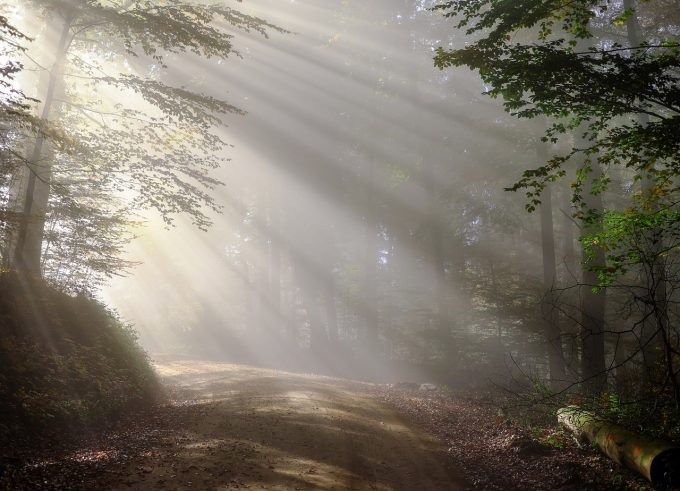 Boschi e foreste