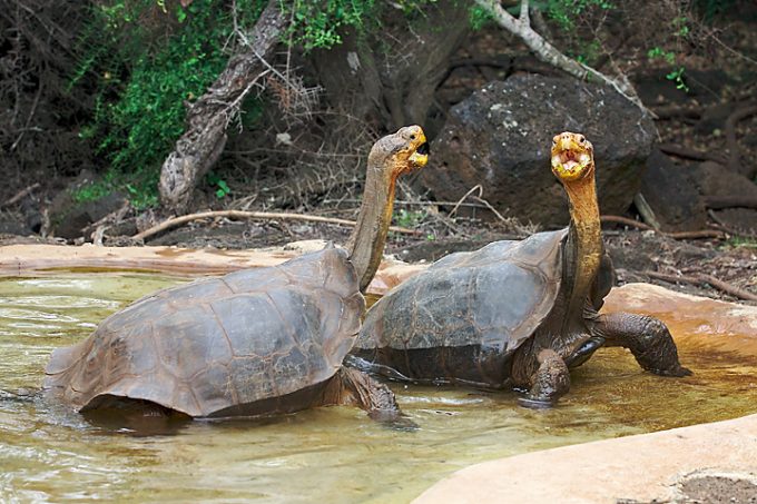 Tartaruga gigante di espanola