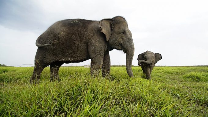 Elefante di sumatra