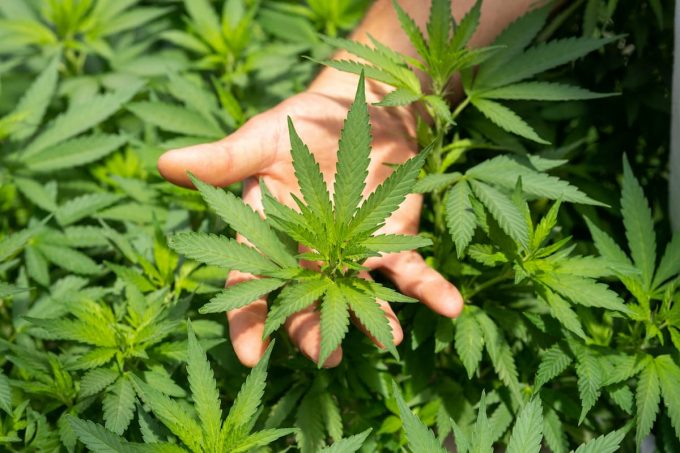 Cannabis: la pianta da cui viene estratto il CBD