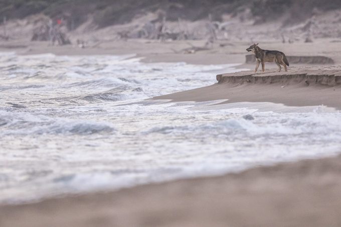 Lupo sulla spiaggia 