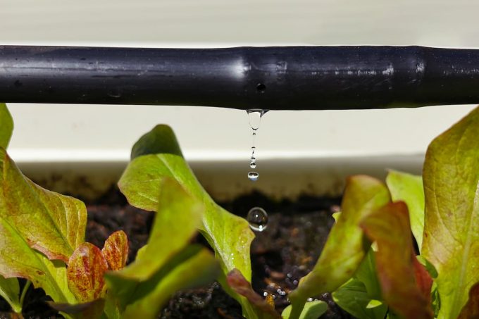 Irrigazione a goccia: un dettaglio