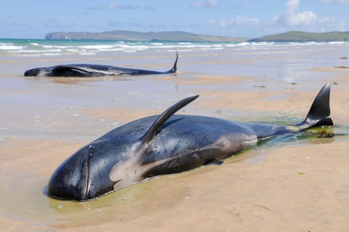 spiaggiamento dei cetacei: una testimonianza in Irlanda