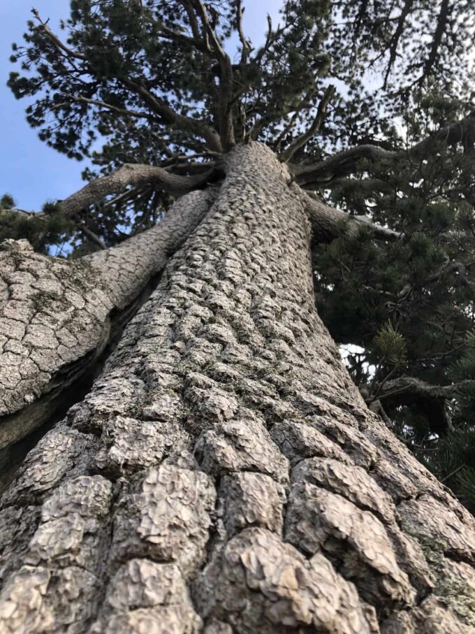 pino loricato Parco nazionale del Pollino