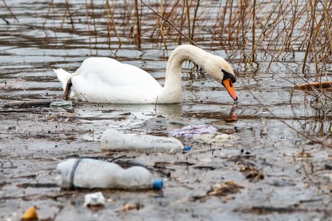 Plastica in un lago