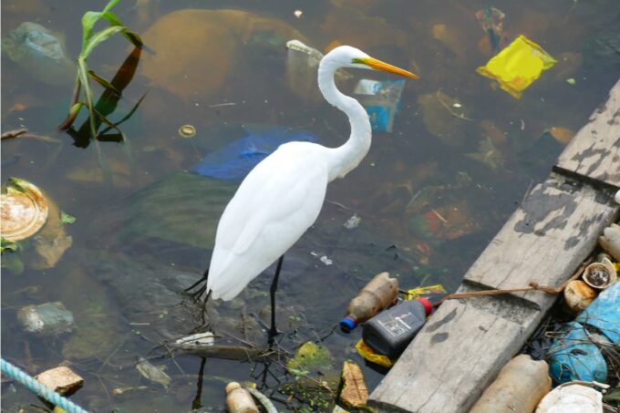 Plastica dispersa in natura