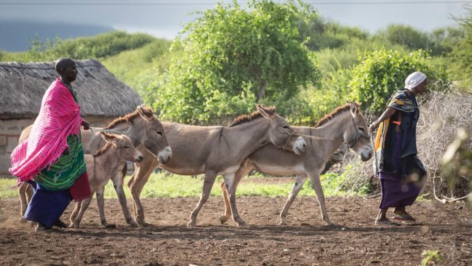 Asini e donne in Tanzania