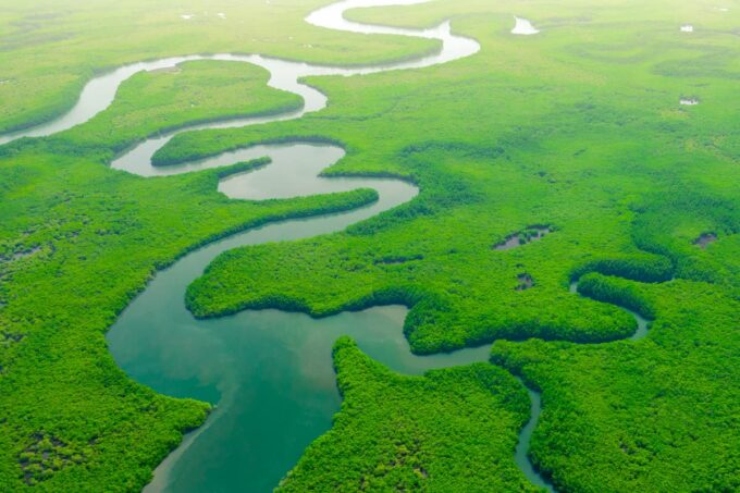 Fiume e mangrovie in Senegal