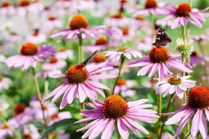 Echinacea con farfalle