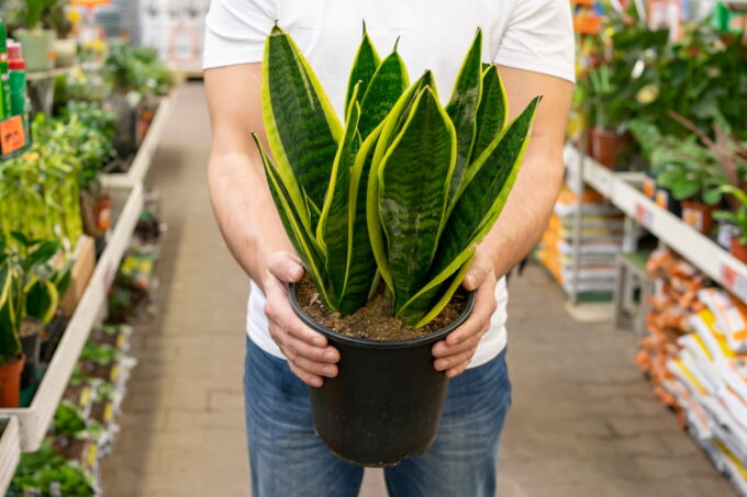 Sansevieria