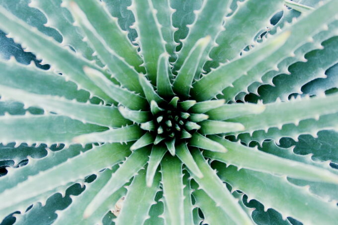 Aloe vera 