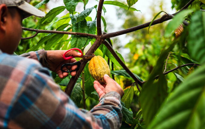 Uomo che raccoglie una fava di cacao