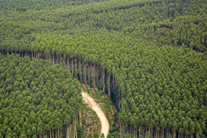 Foresta e deforestazione