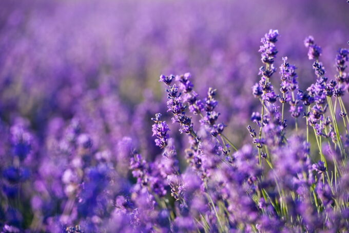 Lavanda