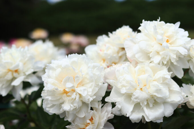 Peonia bianca