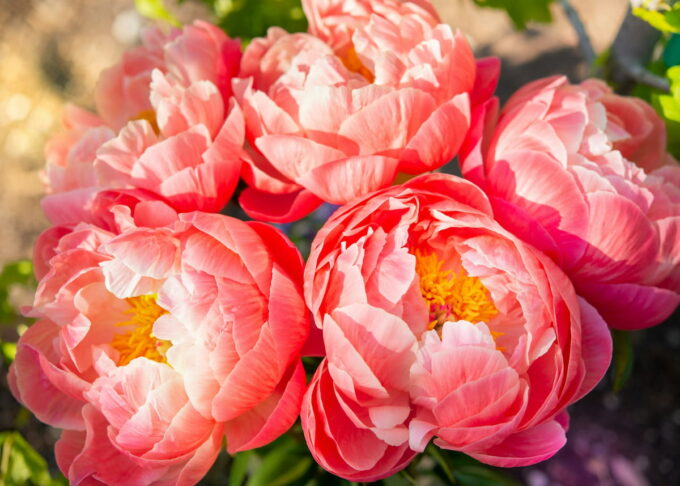 Peonie significato