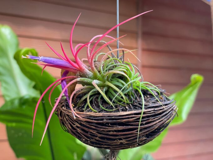 Tillandsia