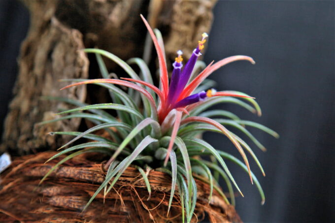 Pianta di tillandsia con fiore