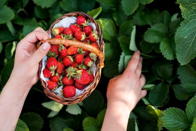 Cosa piantare a marzo: fragole sul balcone