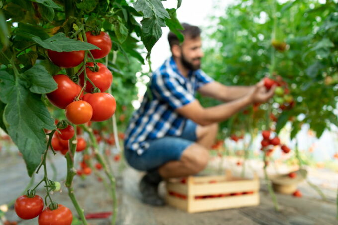 Cosa piantare a marzo: pomodori in serra